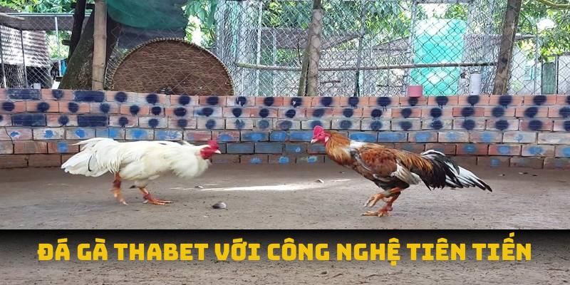 Đá gà THABET mở ra thế giới đá gà đỉnh cao